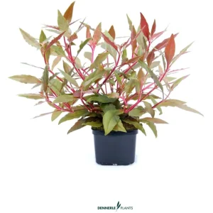 Markenware Dunkelrotes Papageienblatt, Alternanthera reineckii "Rot", XXL-Topf, Mutterpflanze